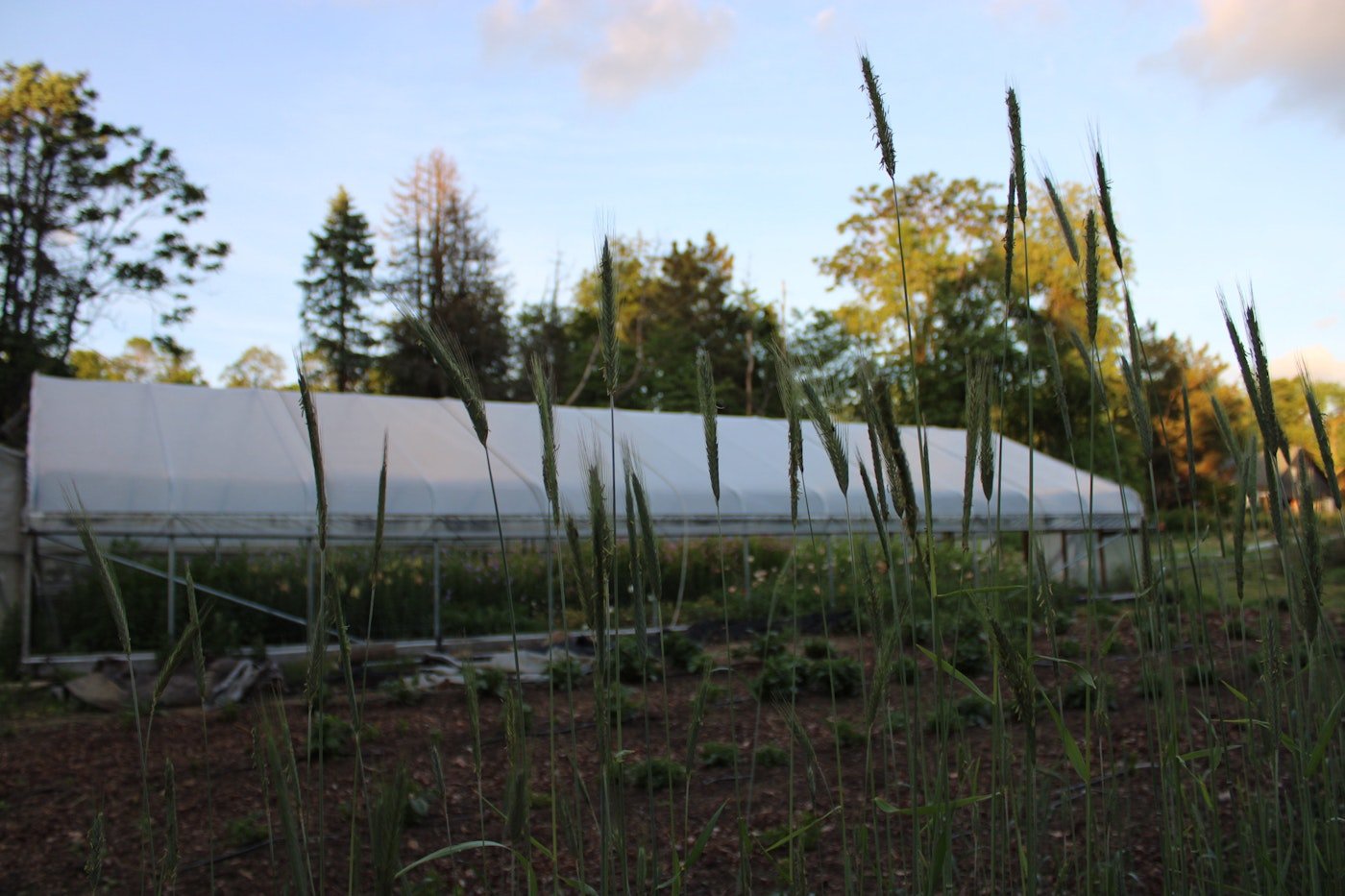 Cover Crops for Flower Farming | Triticale growing in front of hoop house at flower farm in Philadelphia | Photo by Love 'n Fresh Flowers