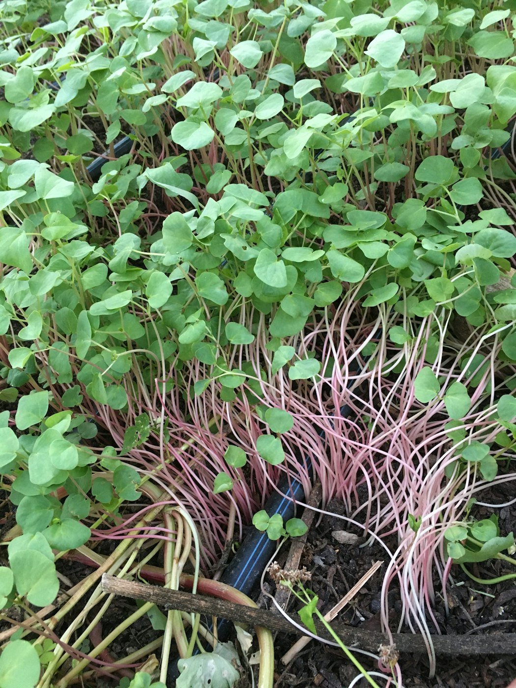 Building soil health with cover crops in flower farming | Buckwheat as a green manure at a flower farm in Philadelphia | Photo by Love 'n Fresh Flowers