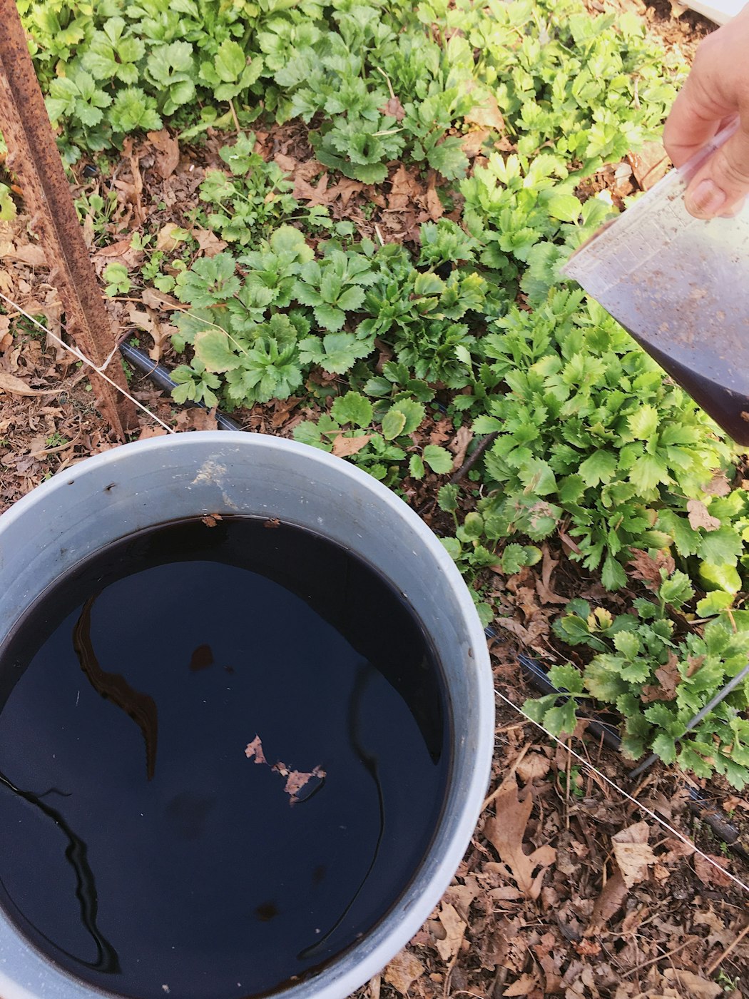 Weed juice or JLF is an easy homemade input for your farm.