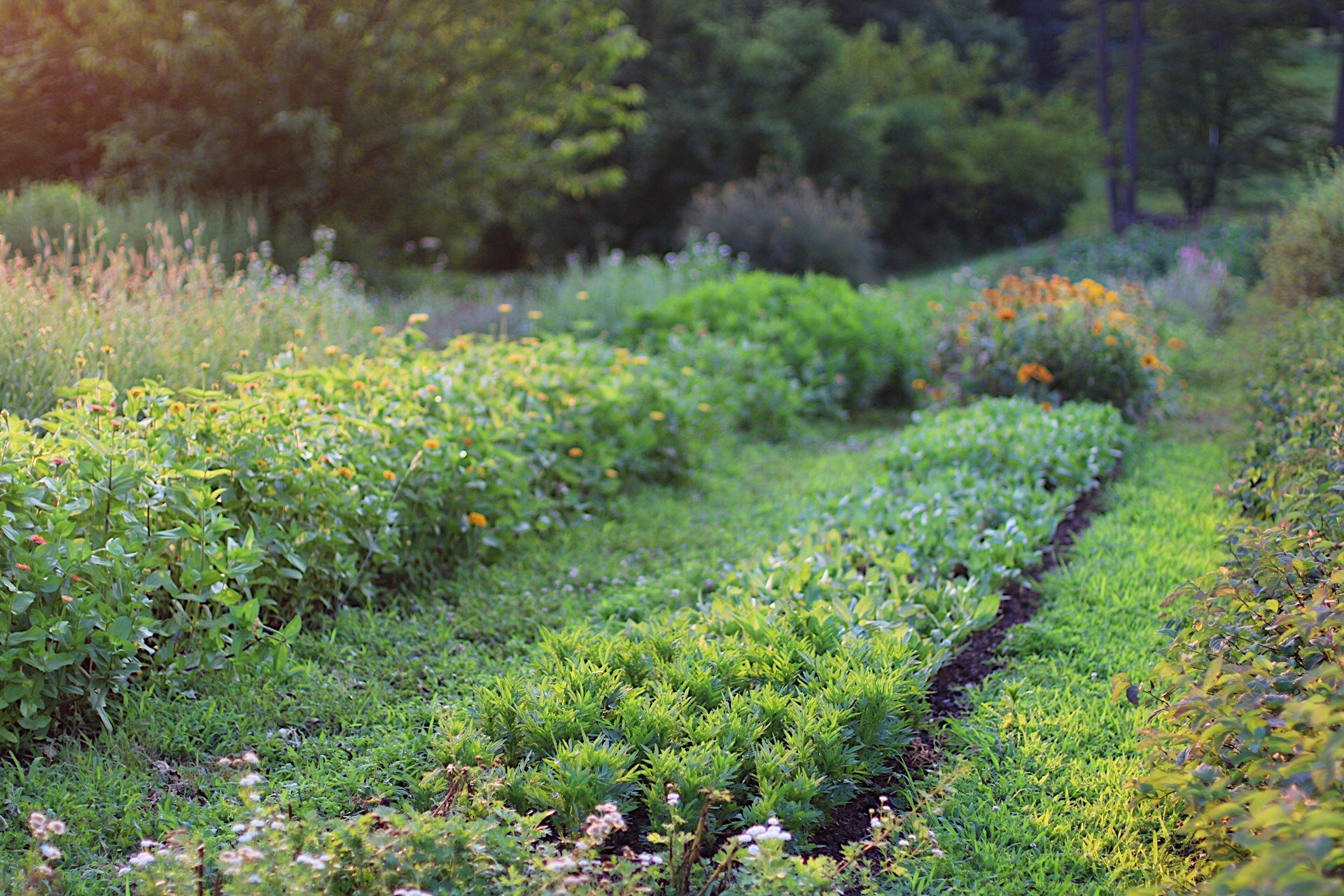 Living walkways at Love 'n Fresh Flowers, a small-scale flower farm in Philadelphia.