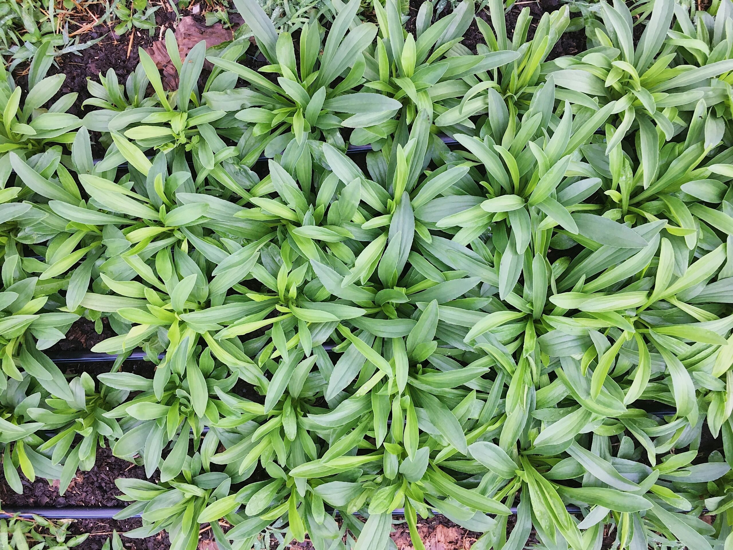 No-till Flower Farming at Love 'n Fresh Flowers located in Philadelphia. 