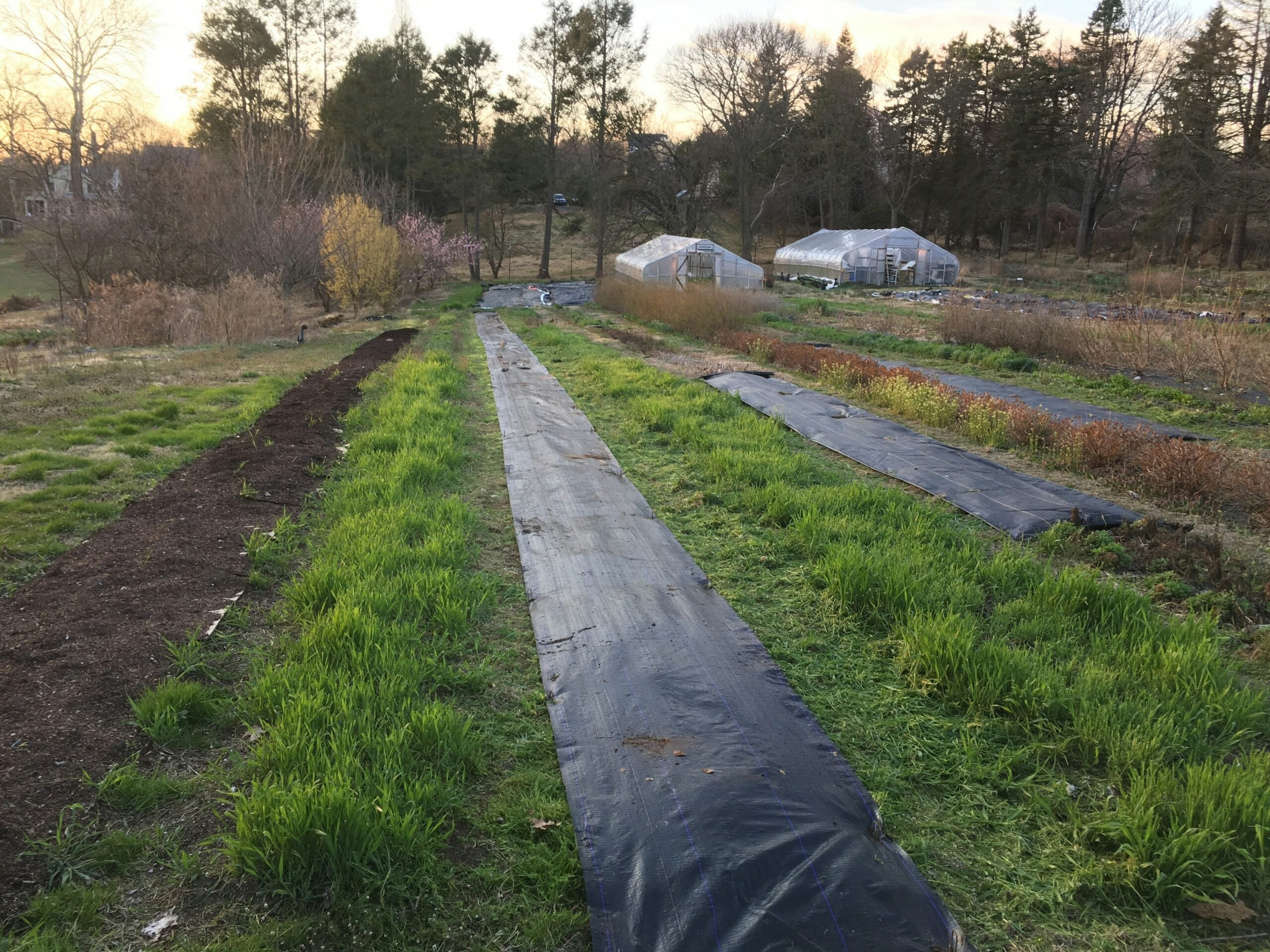 No-till beds being prepped at Love 'n Fresh Flowers, a Certified Naturally Grown flower farm located in Philadelphia.