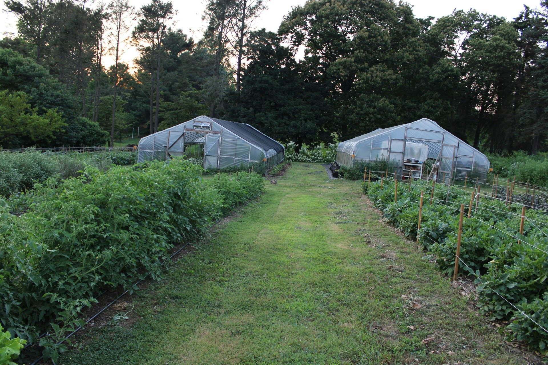 Revitalizing Hoop House Soils