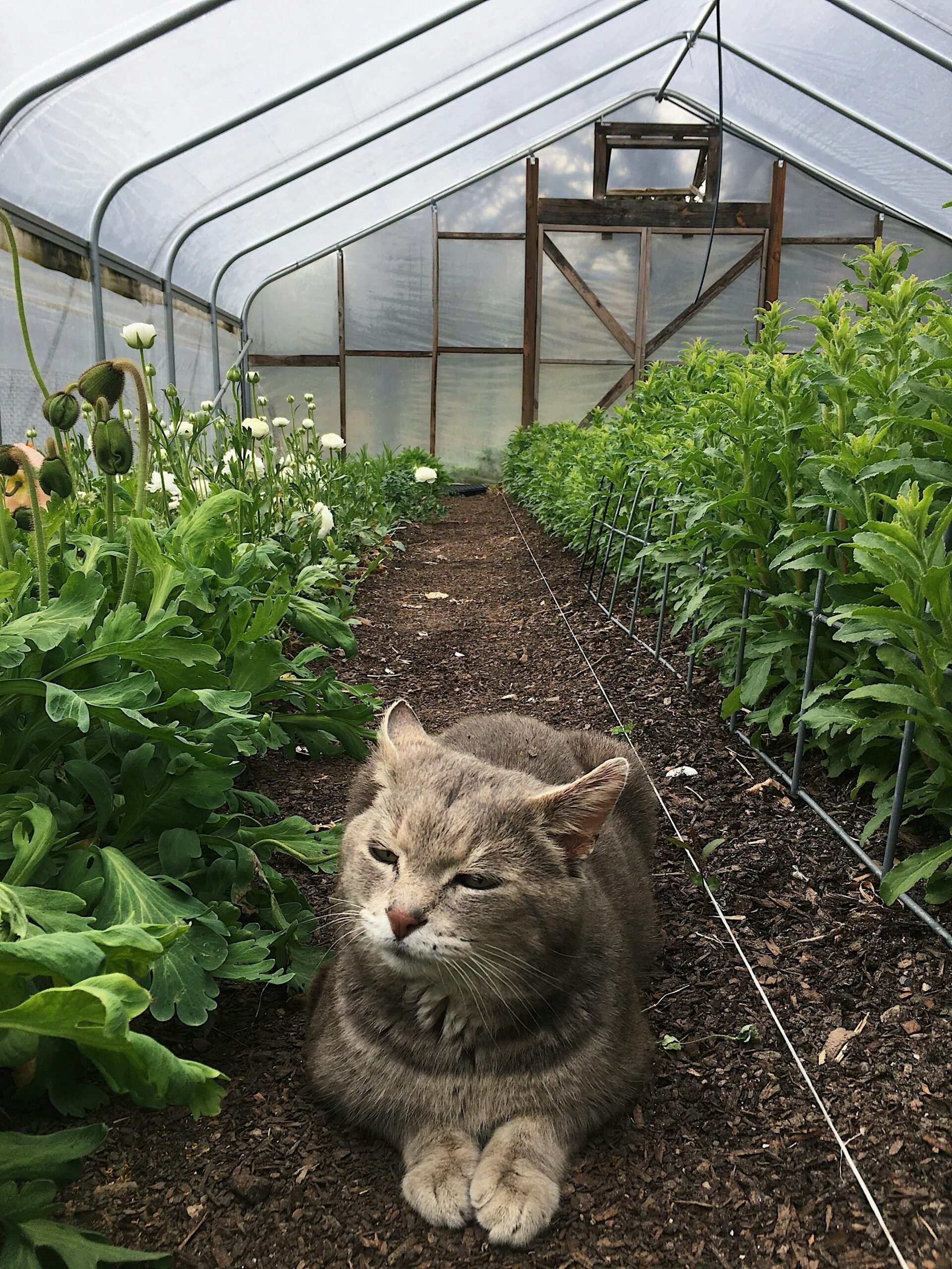 Revitalizing Hoop House Soils: No-Till Flower Farming
