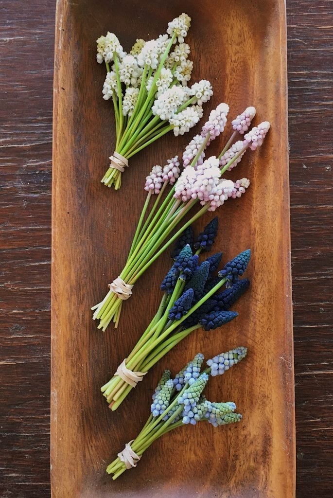 All shades and sizes of muscari make great perennial bulbs for cut flowers | Photo by Love 'n Fresh Flowers a flower farm in Philadelphia