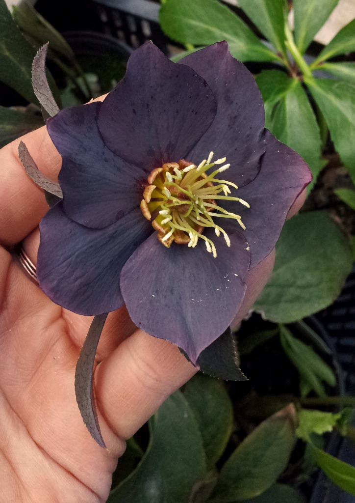 Love 'n Fresh Flowers