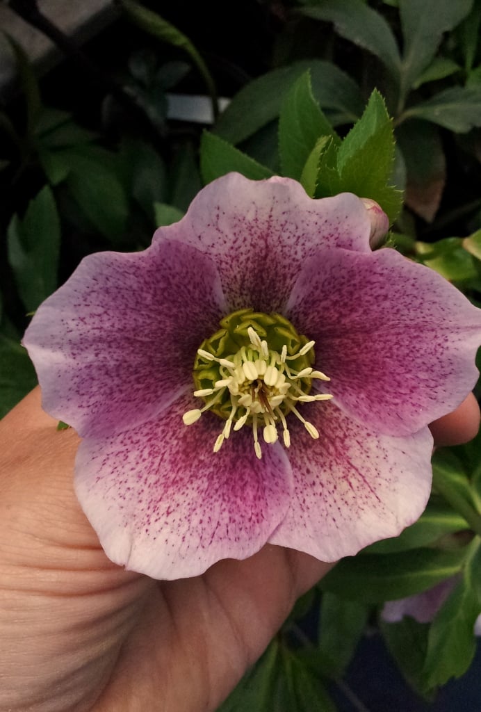 Love 'n Fresh Flowers