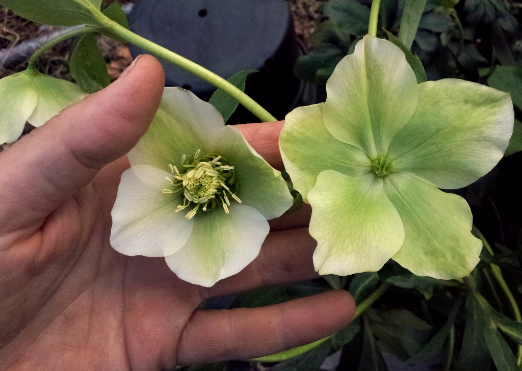 Love 'n Fresh Flowers