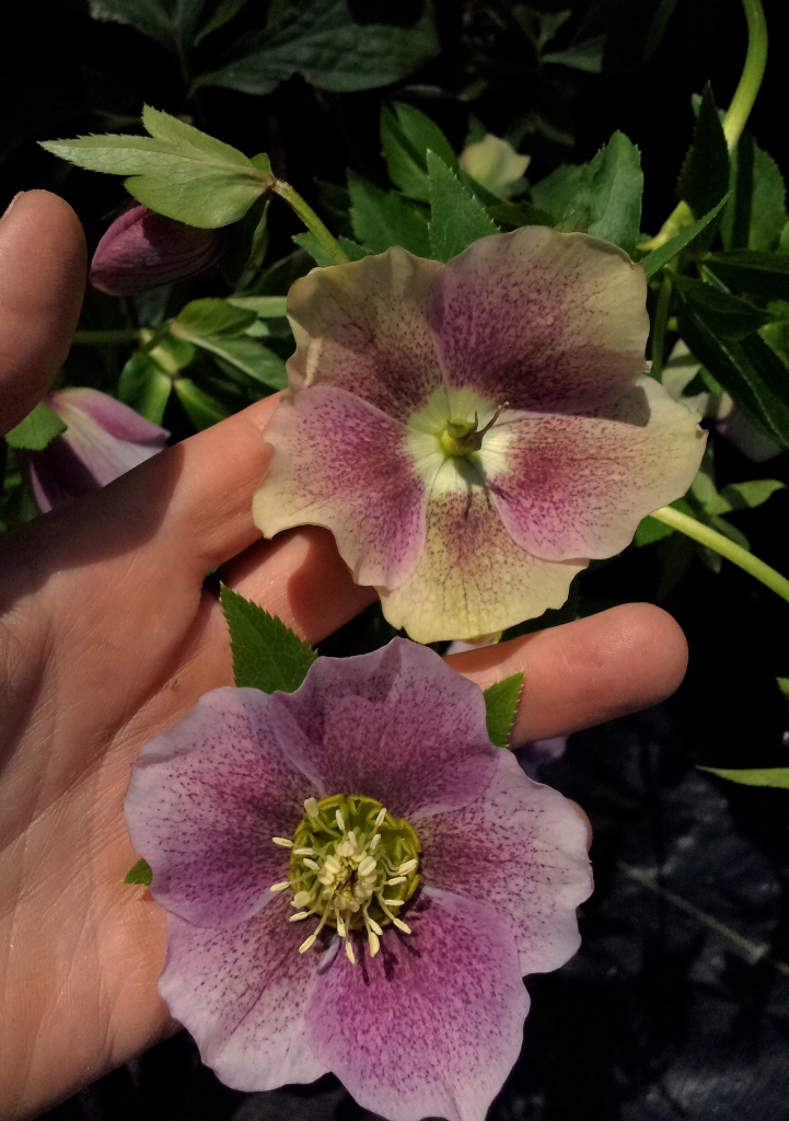 Love 'n Fresh Flowers