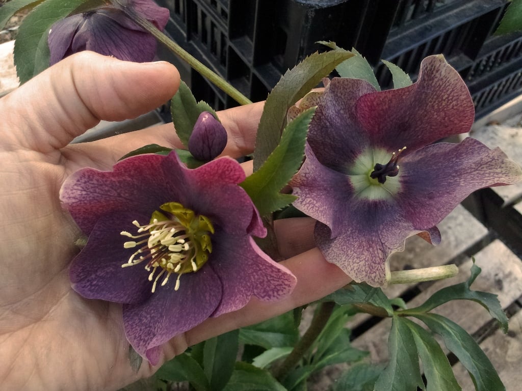 Love 'n Fresh Flowers