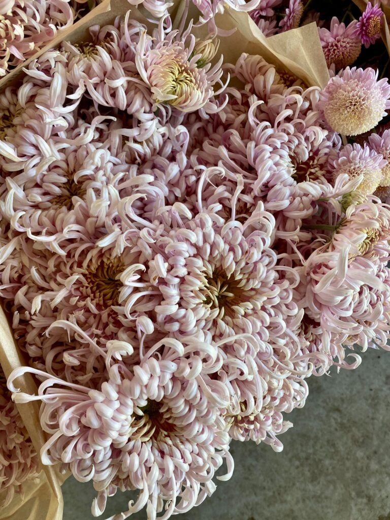 Chrysanthemum Satin Ribbons