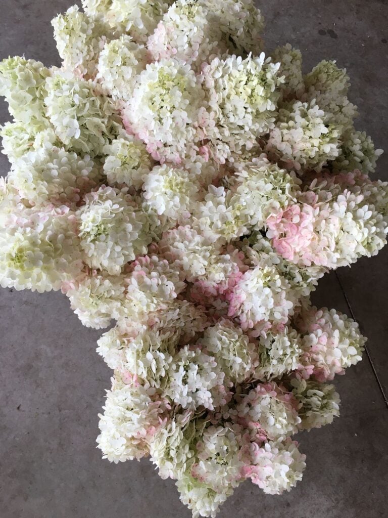 Hydrangea paniculata