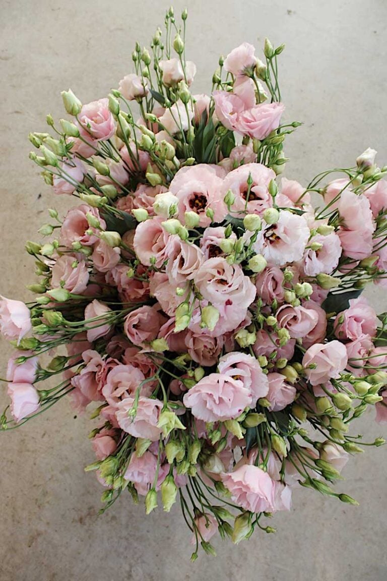 Lisianthus-Corelli-Light-Pink