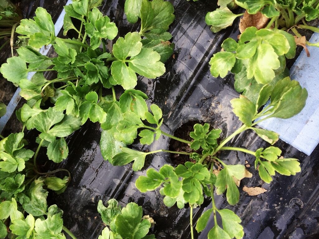FloraFlow with Ranunculus Growing