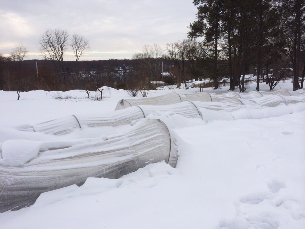 Low tunnels sheltering ranunculus and anemones under the snow