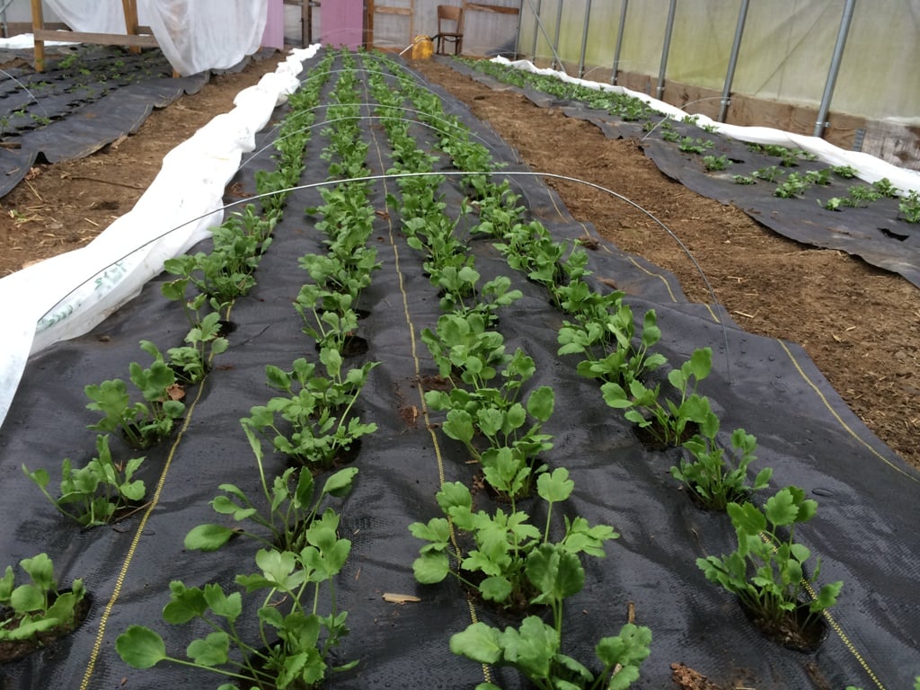 Ranunculus growing in the hoop house