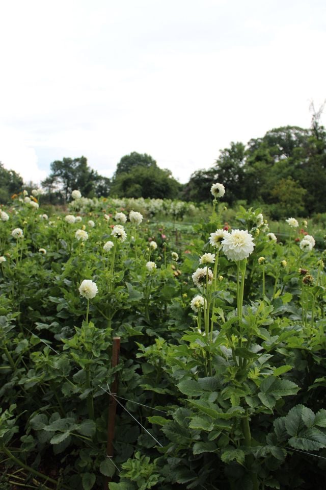 Photo Jul 03, 12 29 05 AM